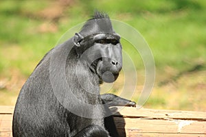 Celebes crested macaque