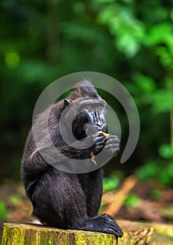 The Celebes crested macaque eating.
