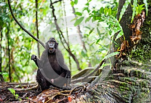 The Celebes crested macaque in the forest.  Crested black macaque, Sulawesi crested macaque, or the black ape. Natural habitat.