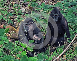 Celebes crested macaque Macaca nigra