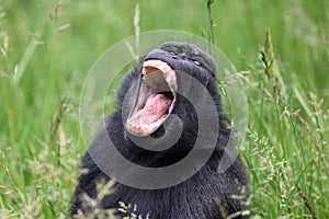 The Celebes crested macaque (Macaca nigra)