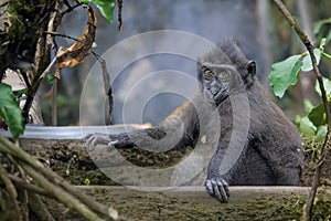 The Celebes crested macaque (Macaca nigra)