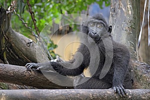 The Celebes crested macaque (Macaca nigra)