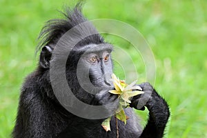 The Celebes crested macaque (Macaca nigra)