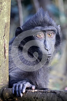 The Celebes crested macaque (Macaca nigra)