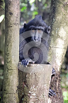 The Celebes crested macaque (Macaca nigra)