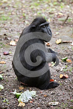 Celebes crested macaque Macaca nigra.