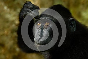 Celebes crested Macaque, Macaca nigra, black monkey, detail portrait, sitting in the nature habitat, dark tropical forest