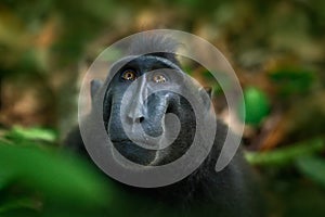 Celebes crested Macaque, Macaca nigra, black monkey, detail portrait, sitting in the nature habitat, dark tropical forest