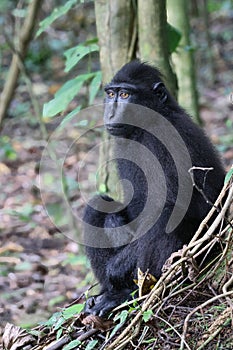 Celebes crested macaque portrait (Macaca nigra), Sulawesi, Indonesia