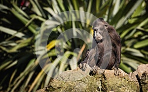 Celebes crested macaque sitting on a rock