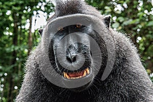 The Celebes crested macaque. Smiling. Close up portrait, wide angle.