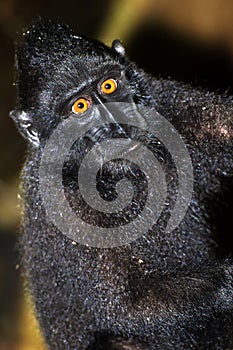 Celebes Crested Macaque, Tangkoko Nature Reserve, Indonesia