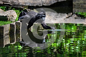 Celebes crested macaque touching water at the bank side