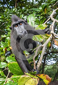 The Celebes crested macaque on the tree.