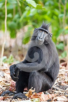 Celebes macaque sitting