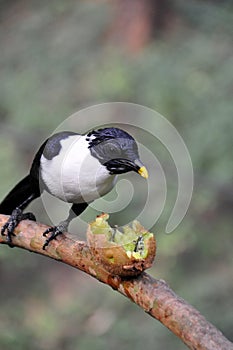 Celebes Magpie and kiwi fruit