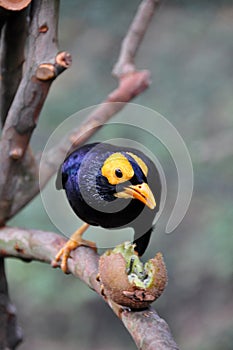 Celebes Magpie and kiwi fruit