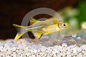 Celebes Rainbow Fish Marosatherina ladigesi rainbowfish freshwater tropical