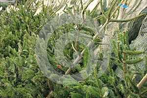 Celebrate Christmas, buy a christmas tree on the market.