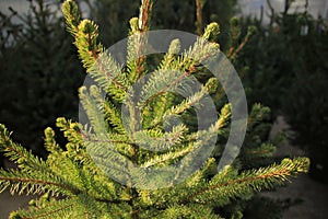 Celebrate Christmas, buy a christmas tree on the market.