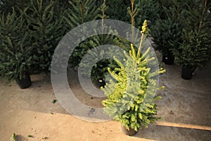 Celebrate Christmas, buy a christmas tree on the market in the greenhouse.