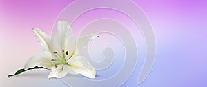 Celebrate Life Funeral Wake Order of Service Lily Background Template