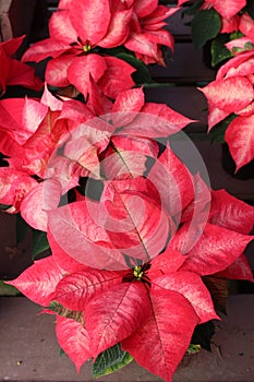 Welcoming sight of bright red and white poinsettia plants on table of home