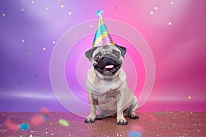 Celebrating in style: a pug\'s birthday party on a pink background