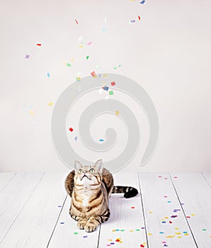 Celebration Party cat with confetti