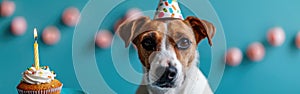 Celebratory Canine with Birthday Hat & Cupcake - Perfect for NYE, Sylvester, or Any Festive Occasion - Isolated on Blue