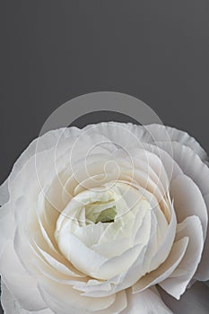 White ranunculus flower on a gray background