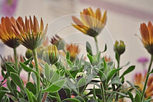 Celendula pot marigold