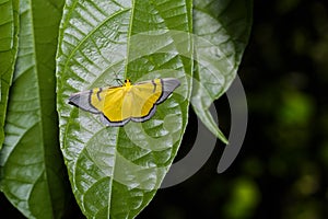 Celerena signata moth hanging under leaf