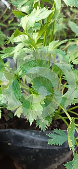 Celerey Leaves