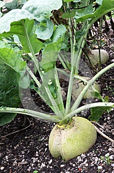 Celery root in the vegetable garden photo