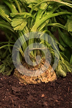 Celeriac or celery root in ground in vegetable garden