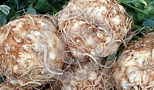 Celeriac or celery root, knob celery and turnip-rooted celery