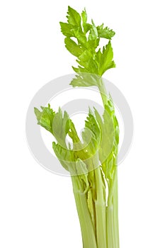 Celery