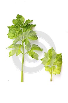 Celery