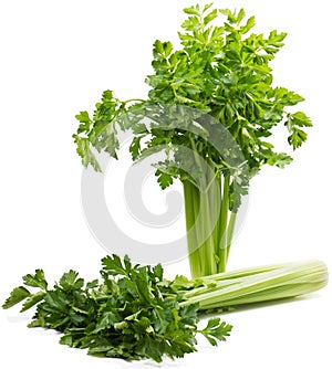 Celery ( Apium L. )