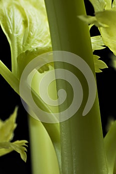 Celery on Black Background