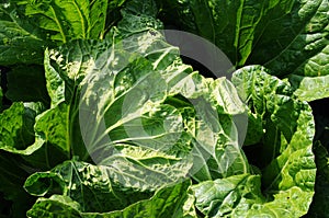 Celery cabbage