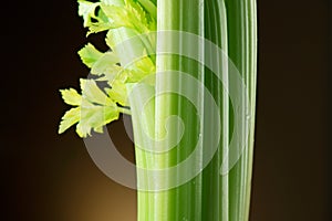 Celery closeup over black background