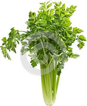 Celery