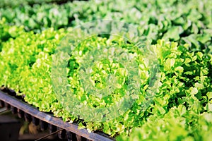 Celery are growing with background