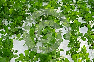 Celery is growing beautifully in a hydroponic system