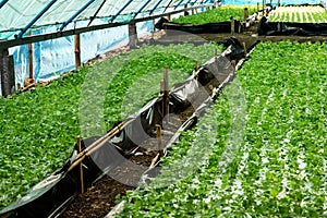 Celery is growing beautifully in a hydroponic system