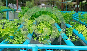 Celery hydroponic farm in PVC pipe