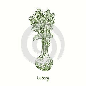 Celery. Ink black and white doodle drawing